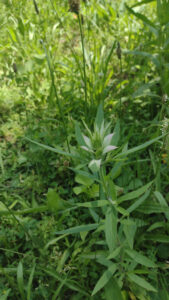 budding bee balm in meadow