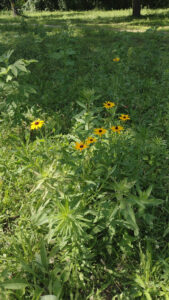 Close up of black-eyed susans in green meadow.