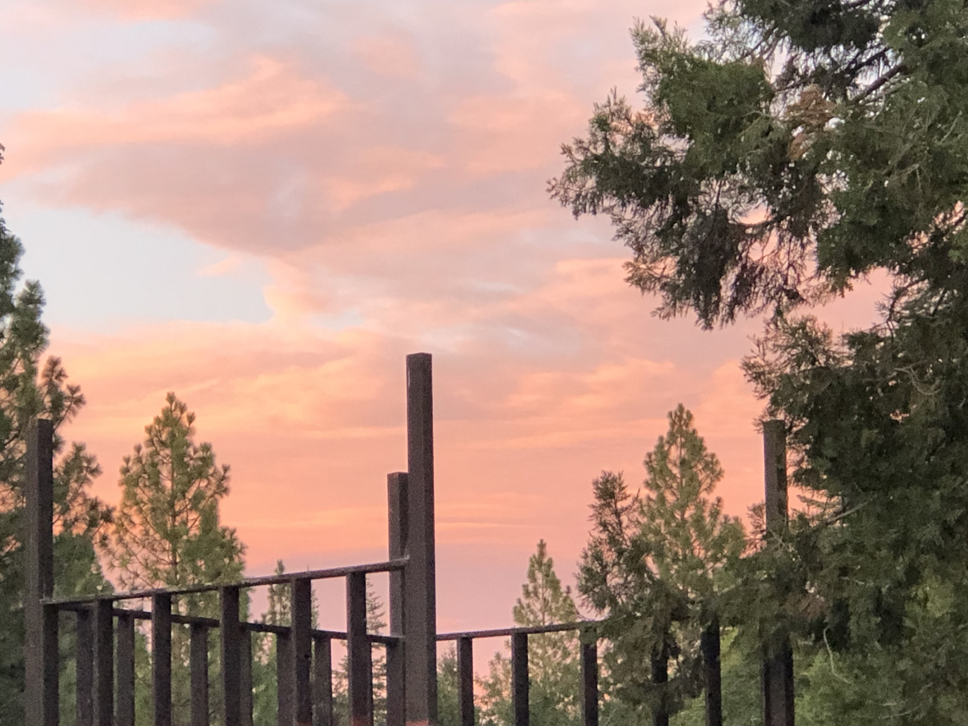 view of pink clouds at sunset amid tall pines and cedars