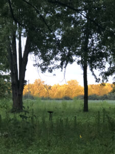 A meadow in foreground, trees lit by afternoon sun in background.