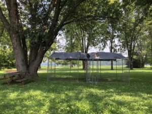 A large green lawn with a temporary dog kennel in the foreground. Maple trees dot the lawn.