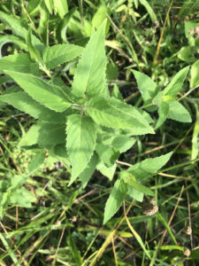 wild bergamot in the meadow