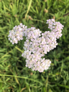 white yarrow blossoms with morning dew