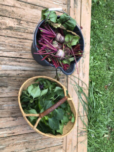 A bucket of beets and a basket of arugula sit on a deck. 