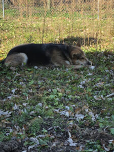 A German Shepherd chomps on a bone on a green lawn. 