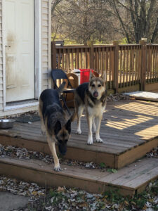 Two German Shepherds walk off a deck toward the camera. 