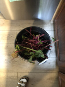 A bucket of beet stems for the compost. 