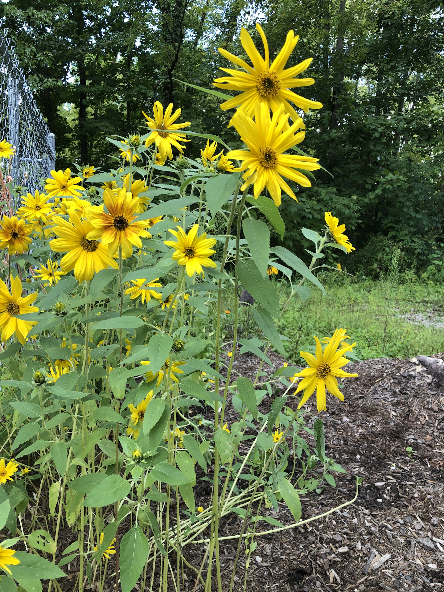 sunflowers blooming along a fence line.