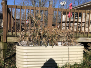 Raised metal bed with frozen tomato and pepper plants.