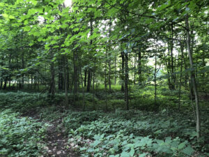 Maples, walnuts, and Canadian nettle in the woods