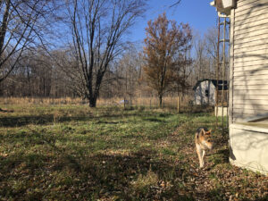 A German Shepherd turns the corner of a house in a large, fenced yard.