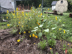 A young garden of sunflowers, calendula, and lavender.