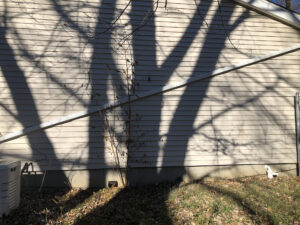 Shadows from a maple tree on the exterior wall of a house with a diagonal drain spout.