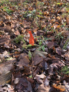 Four leafless stems of a redbud tree marked by a red flag.