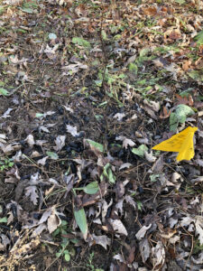 A close up of a yellow flag marking a leafless vertical stem of a red bud in a meadow.