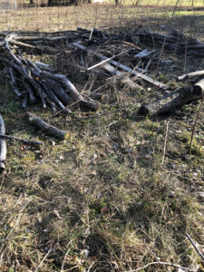 Horizontal branches form most of a circle in a field.