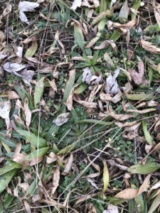 Small leaves of invasive plantain amid brown leaves in a small patch of field.