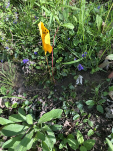 A red osier dogwood seedling with a yellow flag sits in a patch of violets with purple flowers. 