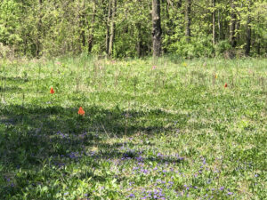 A meadow bordering on woods. Orange flags near the ground dot the meadow.