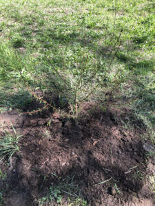 A young peach tree, recently transplanted.