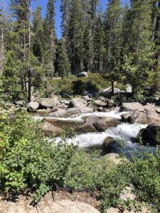 A river with white water and blue water, surrounded by conifers and shrubs. 