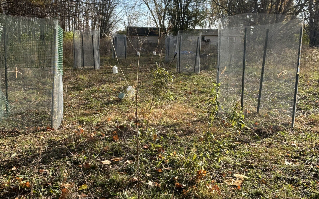 Meet Zone Four: Food Forest in Progress