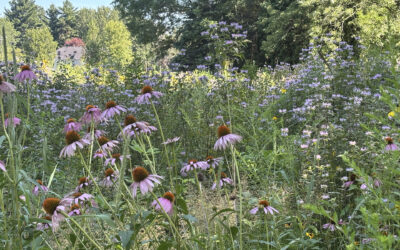 Summer 2025 in the East Meadow